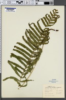 Thelypteris puberula image