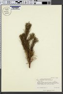 Image of Pinus divaricata