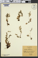 Anogramma leptophylla image