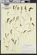Hymenophyllum cuneatum image