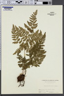 Hypodematium crenatum subsp. crenatum image