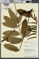 Image of Lomariopsis nigropaleata