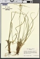 Rhynchospora nervosa subsp. ciliata image