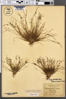 Isolepis carinata image