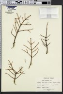 Image of Picea orientalis