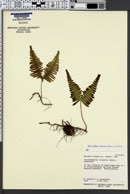 Dicranopteris linearis image