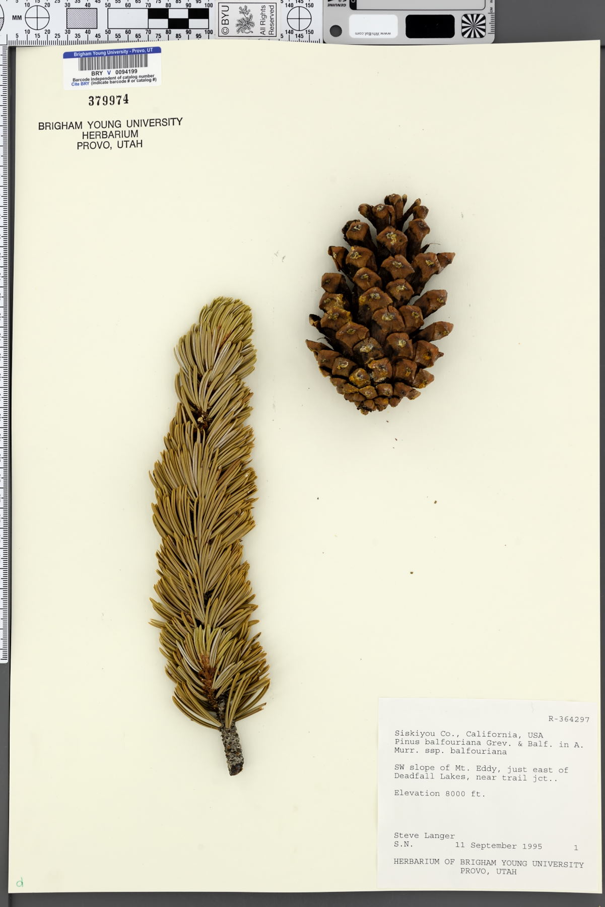 Pinus balfouriana subsp. balfouriana image