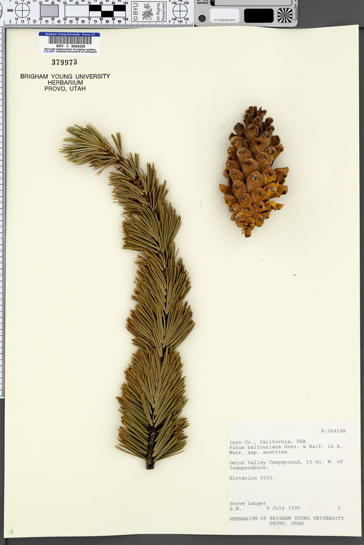 Pinus balfouriana subsp. austrina image