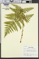 Dryopteris austriaca image