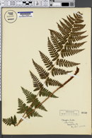 Image of Thelypteris boottii