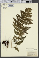 Dryopteris × boottii image