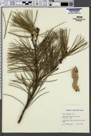 Image of Pinus bungeana