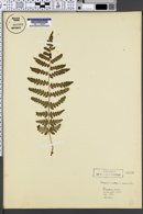 Image of Thelypteris cristata
