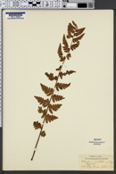 Image of Aspidium cristatum