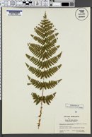 Image of Thelypteris spinulosa