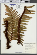 Dryopteris paleacea image
