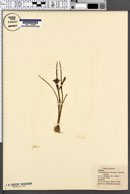 Image of Androstephium caeruleum