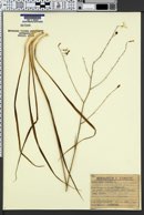 Image of Anthericum ramosum