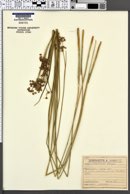Image of Juncus subnodulosus