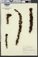 Larix lyallii image
