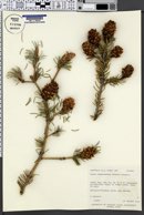 Picea engelmannii image