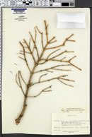 Picea engelmannii image