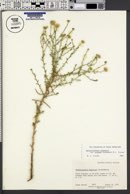 Dieteria canescens var. aristata image