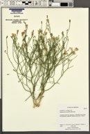 Stephanomeria tenuifolia image