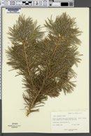 Abies bifolia image
