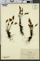 Cheilanthes siliquosa image