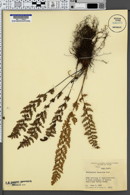 Myriopteris tomentosa image