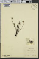 Aleuritopteris argentea image