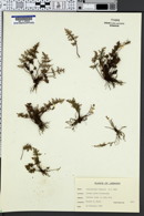 Oeosporangium pteridioides image