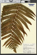 Image of Cibotium hawaiense