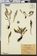 Asplenium fontanum subsp. fontanum image