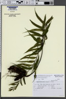Asplenium serra image