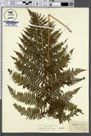 Athyrium filix-femina subsp. cyclosorum image