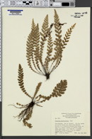 Blechnum penna-marina image