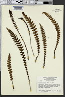 Image of Austroblechnum banksii