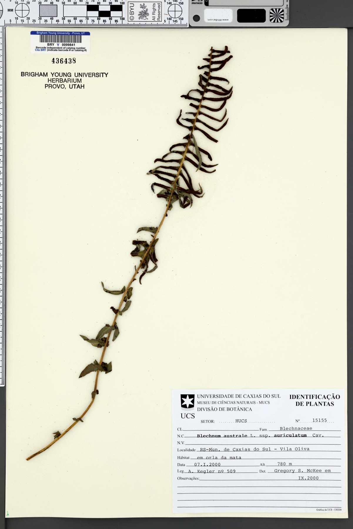 Blechnum australe subsp. auriculatum image
