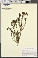 Image of Cordylanthus orcuttianus