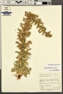 Gilia stenothyrsa image