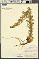 Gilia stenothyrsa image