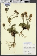 Ipomopsis spicata subsp. tridactyla image