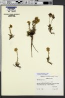 Ipomopsis spicata subsp. tridactyla image