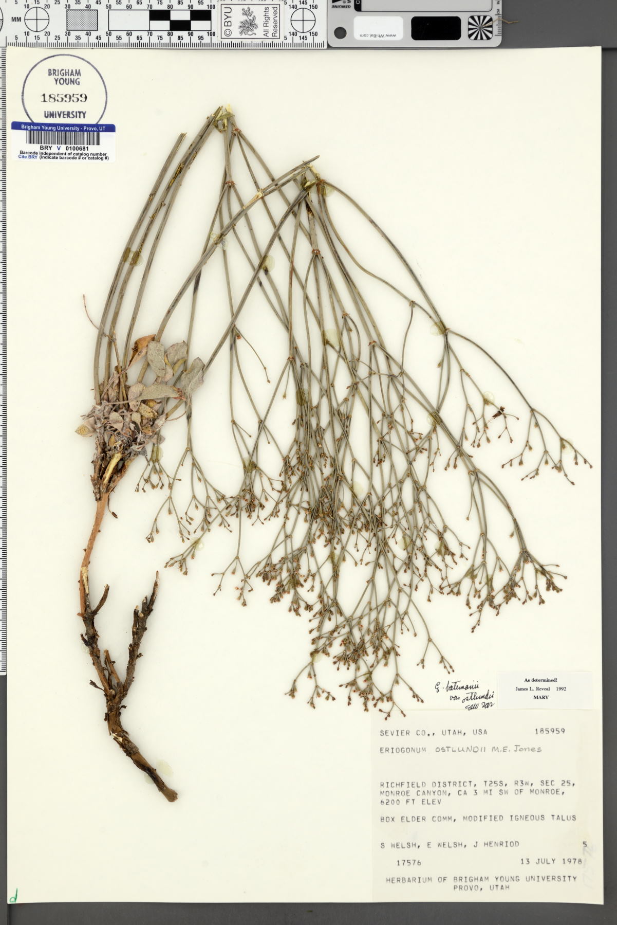 Eriogonum batemanii var. ostlundii image