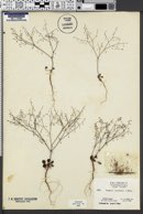 Eriogonum esmeraldense image