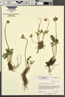 Ranunculus andersonii var. andersonii image