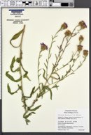 Centaurea moncktonii image