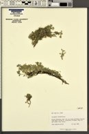 Astragalus sesquiflorus image